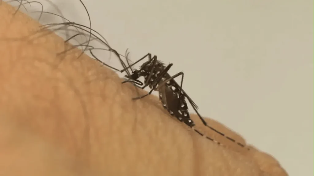 Mosquito da dengue aprende a tolerar repelente, diz estudo Mosquito da dengue aprende a tolerar repelente, diz estudo